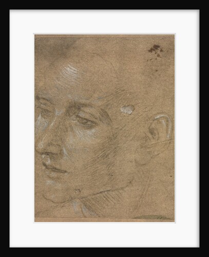 Head of a Young Man, second half 1400s by Filippino Lippi