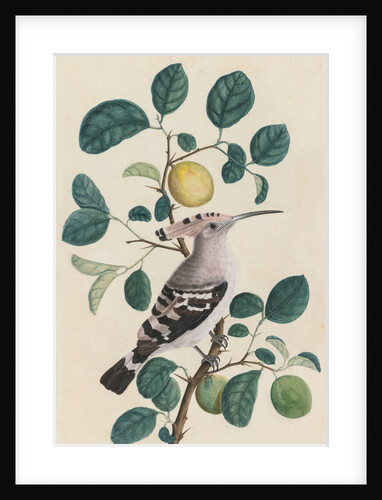 Hoopoe on a Citrus Tree Branch, c. 1800 by Unknown