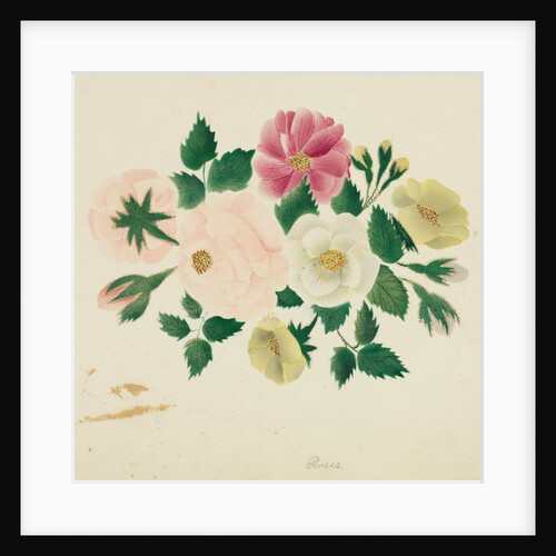 June Roses by Mary Altha Nims