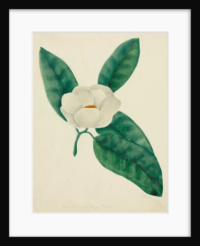 Magnolia by Mary Altha Nims