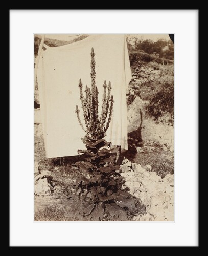 Mullein in Bloom, c. 1897-1899 by Eugène Atget