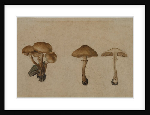 Mushrooms, 1751 by Georg Wilhelm Baurenfeind