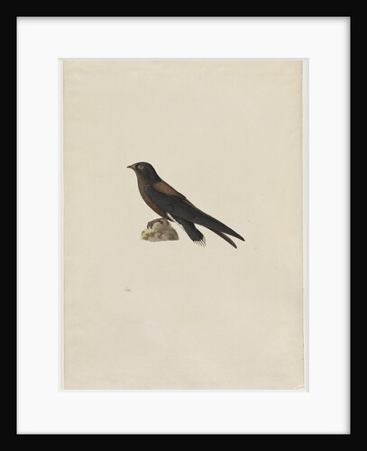 Needle-Tailed Swift, 1800s by Paul Hüet