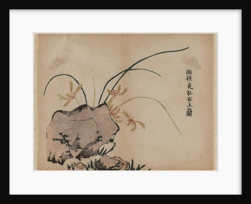 Orchid on Rocks, 18th Century by Unknown