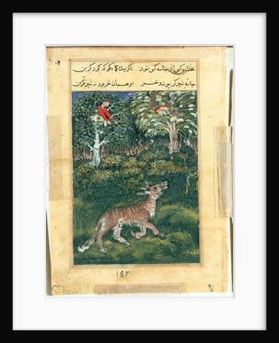 Page from Tales of a Parrot: Thirty-first night: The donkey, in a tiger?s skin…, 1558- by Basavana (attributed to)