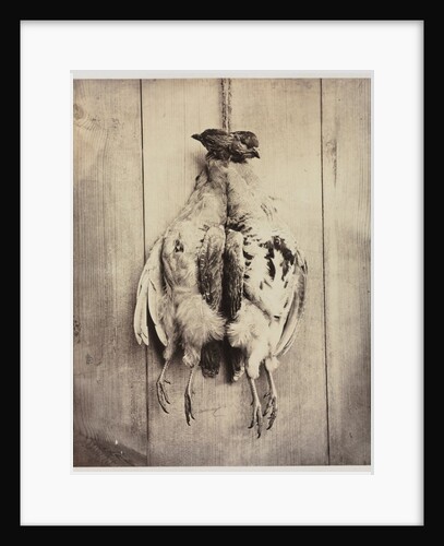 Partridges, c. 1861 by Captain N. Baily