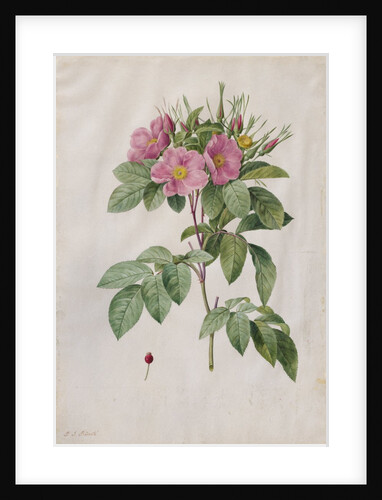 Pasture Rose, 1817-1824 by Henry Joseph Redouté
