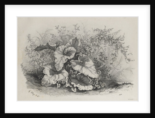 Plant Study from Group of Various Plants Drawn and Lithographed after Nature…, 1848 by Eugene Bléry