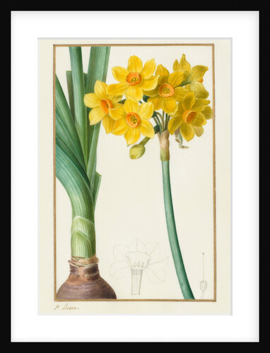 Polyanthus or Cluster Narcissus, 1836 by Pancrace Bessa