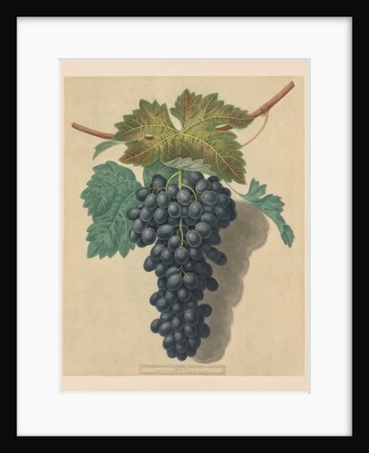 Pomona Britannica: No. 52 - Black Prince Grape, 1809 by George Brookshaw