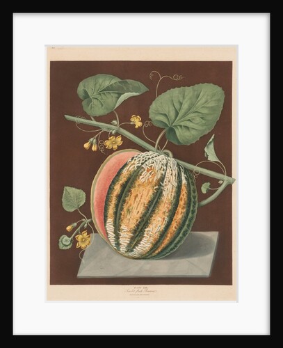 Pomona Britannica: No. 64 - Scarlet Flesh Romana Melon, 1812 by George Brookshaw