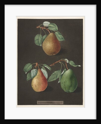 Pomona Britannica: No. 82 - Pears, 1807 by George Brookshaw