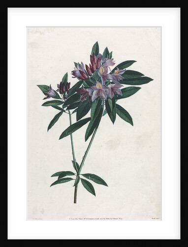 Pontic Rhododendron, 1805 by Jean Louis Prévost