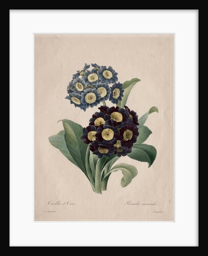 Primula auricula, 1827 by Henry Joseph Redouté
