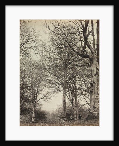 Queen Adelaide's Beech, before 1864 by James Sinclair; William Bambridge