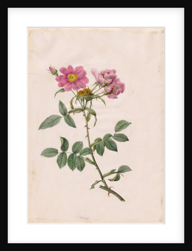 Rosa Collina Monsoniana, 1817-1824 by Henry Joseph Redouté