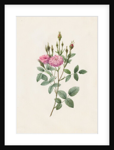 Rosa Pomponiana Muscosa, 1817-1824 by Henry Joseph Redouté
