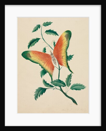 Rose Bush and Butterfly by Mary Altha Nims