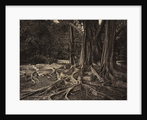 Rubber Tree, Assam, India, c.1880s by Charles T. Scowen