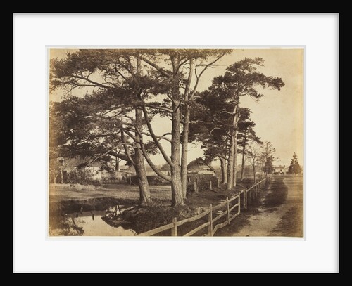Scotch Firs, Hawkhurst, 1853 by Benjamin Brecknell Turner