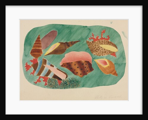 Shells in Seaweed by Mary Altha Nims