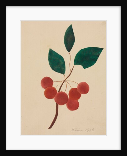 Siberian Apple by Mary Altha Nims