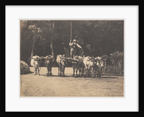 Six Oxen Team with their Driver, c. 1853 by Olympe Aguado