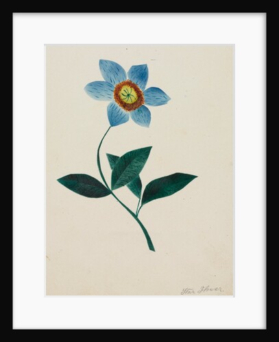 Star Flower by Mary Altha Nims