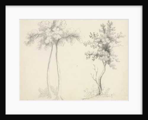 Studies of Upas and Maple Trees by Mary Altha Nims