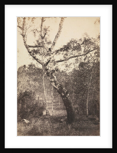 Study of a Birch Tree, Barbizon, 1860s-1870s by Constant Alexandre Famin