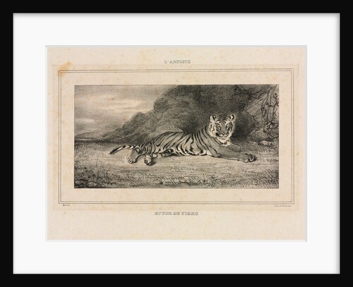 Study of a Tiger, 1832 by Antoine-Louis Barye