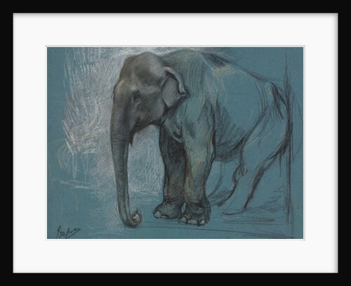 Study of an Elephant by John Macallan Swan