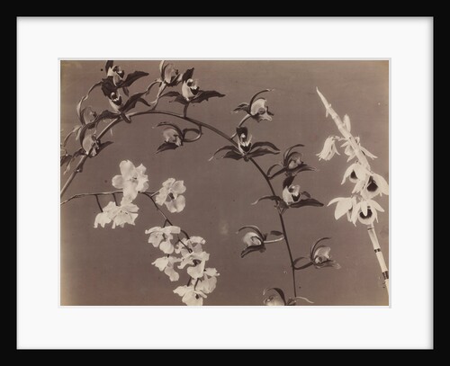 Study of Orchids, c. 1870s by Unidentified Photographer