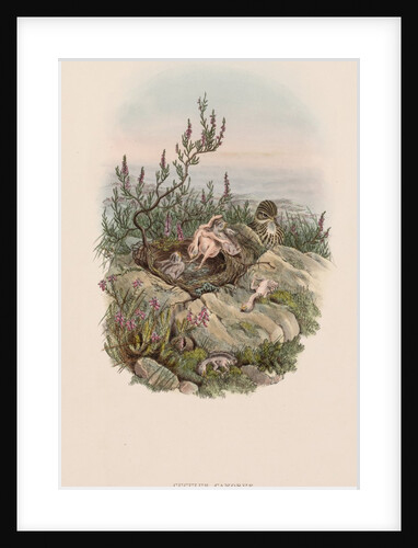 The Birds of Great Britain: Cuculus canorus by John Gould