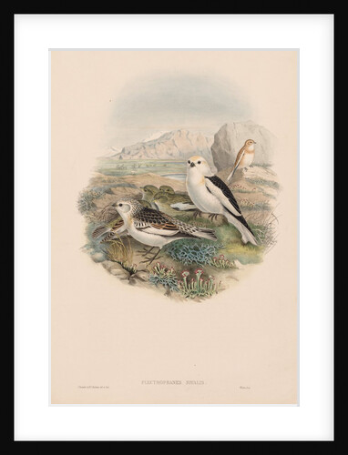 The Birds of Great Britain: Plestrophanes nivalis by John Gould