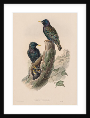 The Birds of Great Britain: Sturnur vulgaris by John Gould