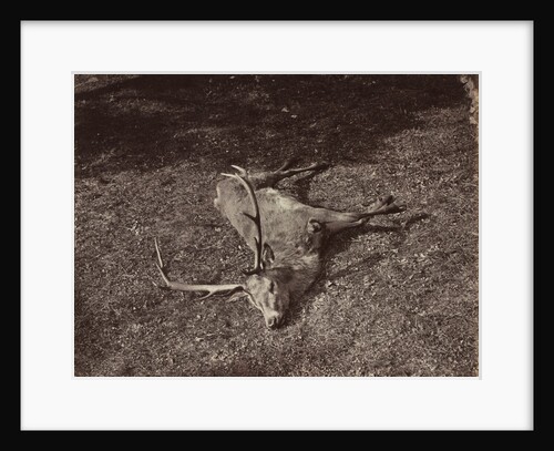 The Royal Stag, c. 1870 by James Valentine