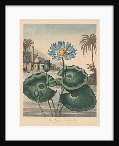 The Temple of Flora, or Garden of Nature: Blue Egyptian Waterlily, 1804 by Robert John Thornton