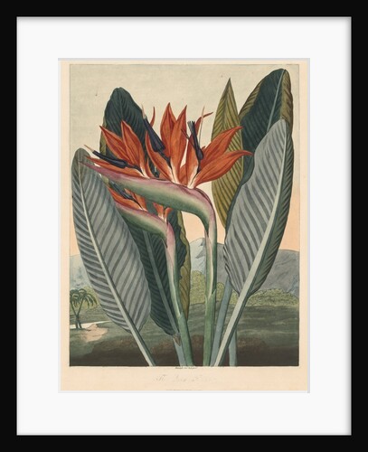 The Temple of Flora; or Garden of Nature: The Queen Flower, 1812 by Philip Reinagle; Dr. Thornton Jany. 1