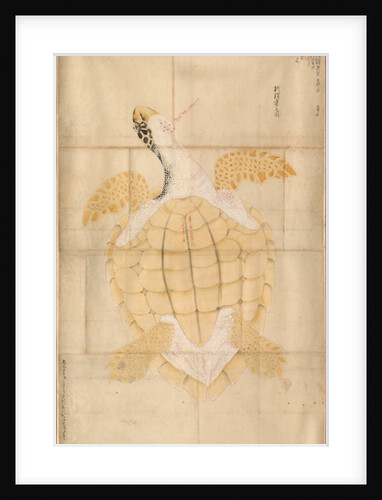 Tortoise, 18th century by Unknown