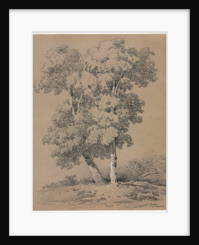 Tree Study, 19th century by Jules Coignet