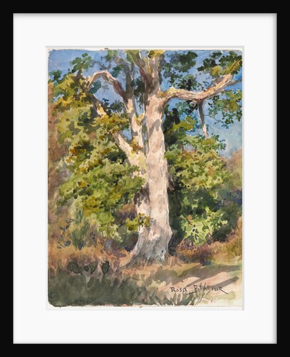 Tree Study by Rosa Bonheur