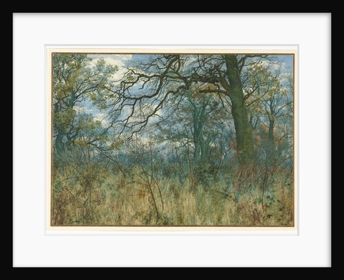 Trees and Undergrowth, 1885 by Garden William Fraser