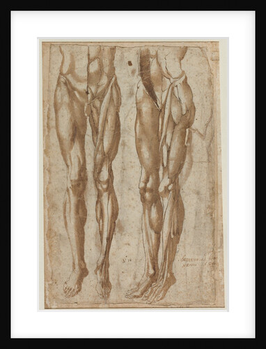 Two Studies of a Flayed Man Study of a Flayed Torso, 1554 by Bartolommeo da Arezzo