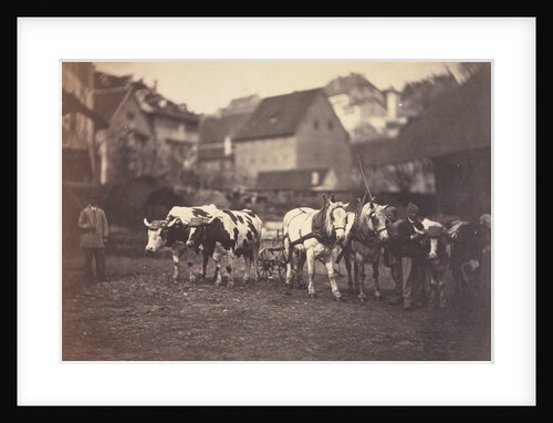 Untitled, 1850's by Adolphe Braun