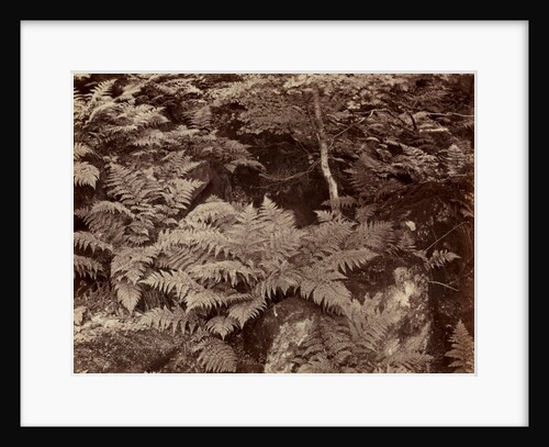 Untitled, late 1870s by Frank Meadow Sutcliffe