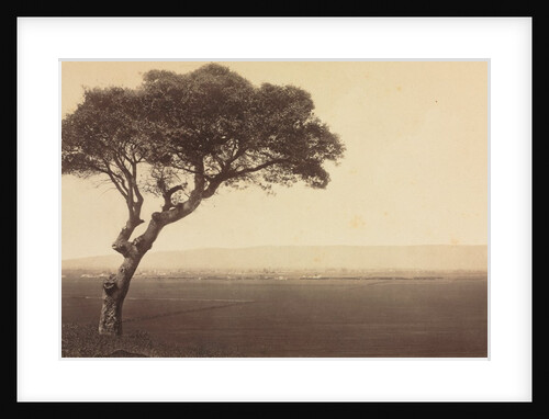 Untitled, c. 1879 by Eadweard J. Muybridge