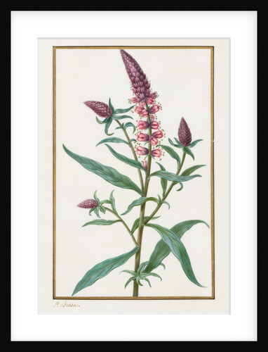 Untitled, 1828-1835 by Pancrace Bessa