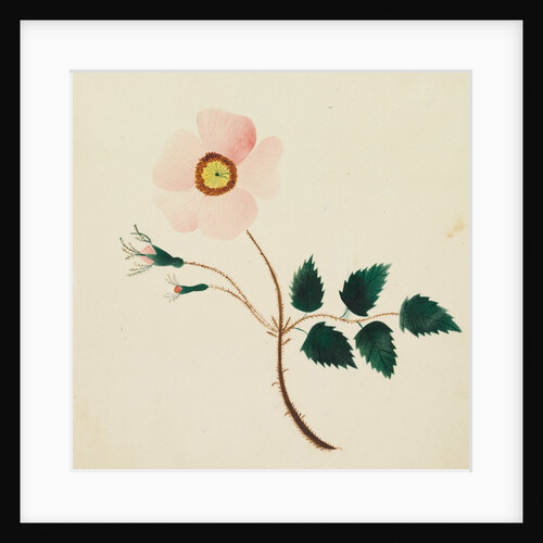 Wild Rose by Mary Altha Nims