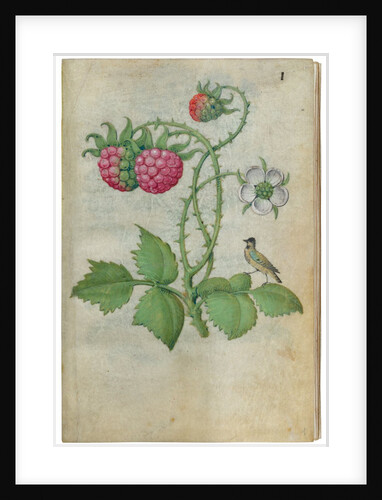 Book of Flower Studies, ca. 1510-1515 by Master of Claude de France